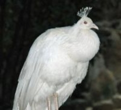 超レア！白クジャク〝数年ぶり〟羽全開姿に飼育員も驚き「神秘的で綺麗ですね」「一瞬花火かと思いました」の声