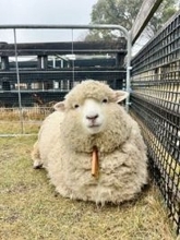 「この世の可愛いの凝縮」エビフライに擬態するヒツジ…淡路島ファームパークの投稿が話題「汎用性の高いポーズ」「ウンチョコチョコピーしとる」の声