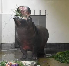 「見てるだけで涼しくなる」酷暑で〝放水がぶ飲み〟福岡市動物園・カバのタローに「幸せなひととき」「長生きしてください」
