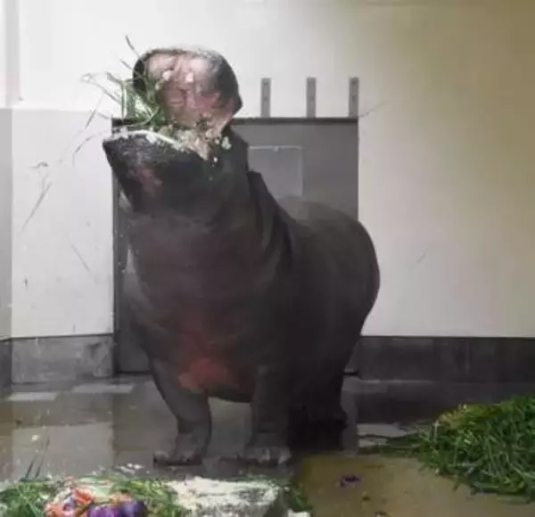 「見てるだけで涼しくなる」酷暑で〝放水がぶ飲み〟福岡市動物園・カバのタローに「幸せなひととき」「長生きしてください」
