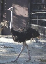 「3連単返還?」〝落鳥〟連発、5頭立てのはずが…衝撃のダチョウレースに反響様々「手綱も鐙も無し？」「なぜこれが合法なんだろう」「動物虐待だ」