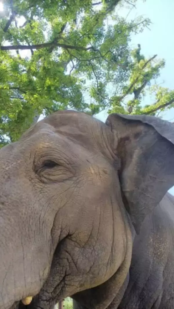 「賢すぎんか!?」切り落とされた牙を…お利口なゾウに反響「天才かよ…」「ご褒美もらう時の耳ぱたぱた可愛い」