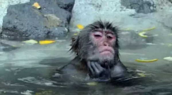 「誰か教えて」高橋名人〝温泉から上がった猿は湯冷めしないの？〟寄せられた回答に「50年ぶりに納得出来た」と満足げ