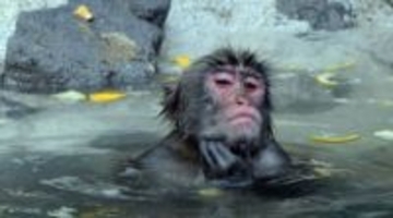 「誰か教えて」高橋名人〝温泉から上がった猿は湯冷めしないの？〟寄せられた回答に「50年ぶりに納得出来た」と満足げ