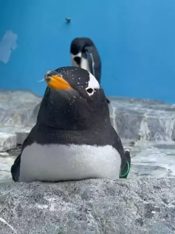 雪にペタペタ…足跡の犯人可愛すぎ…登別水族館の投稿が話題「ずっと見ていられる」「雪国の水族館の楽しみ方」