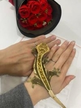 「私事で恐縮ではございますが…」新喜劇俳優が結婚！婚姻届証人の寛平師匠と3ショットも公開　ファン「わおーーー!おめでとー」