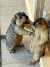 「命に関わる重大な事件」アニマルカフェ〝客の迷惑行為動画〟公開に反響「二度と来ないで」「信じられない」