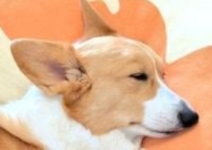 やけに静かだなと思ったら…コーギーのまさかの〝寝姿〟に大反響「なんてかわいい日本列島なんだw」「骨盤辺りに住んでいます」「見事な寝相」「安心してる証拠だね」