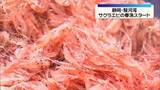 「駿河湾でサクラエビの春漁始まる　初競りも　静岡」の画像1