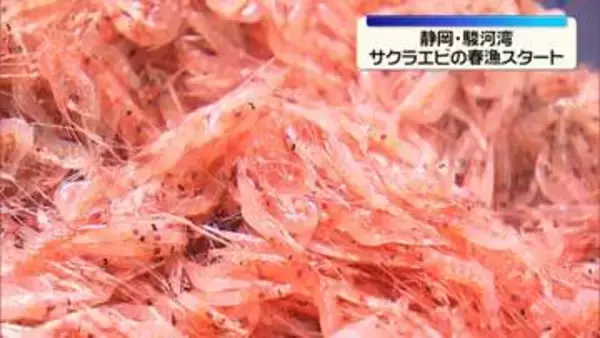 「駿河湾でサクラエビの春漁始まる　初競りも　静岡」の画像