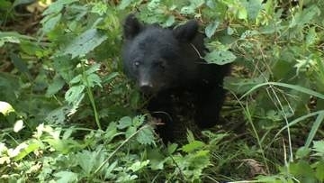 埼玉・秩父市でクマ出没　50代男性が遭遇しもみあいに　全身にケガも命に別条なし