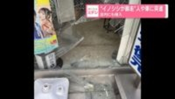 “イノシシが暴走”人や車に突進　店内にも侵入