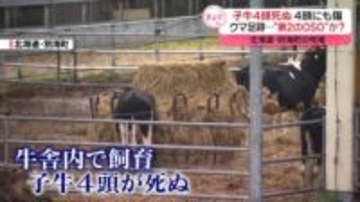 第2の「OSO」か？　子牛4頭死ぬ　クマの足跡が…　北海道･別海町の牧場
