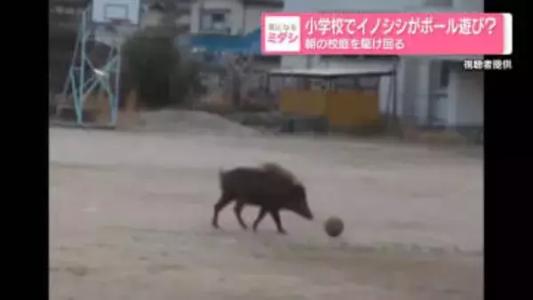 小学校でイノシシがボール遊び？　朝の校庭を駆け回る