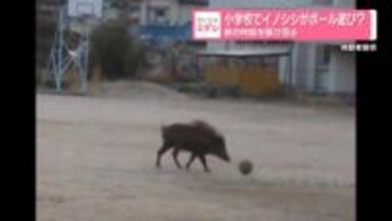 小学校でイノシシがボール遊び？　朝の校庭を駆け回る