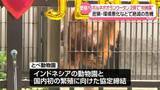 「絶滅の危機…愛媛でオランウータン繁殖へ　2頭で“初披露”」の画像1