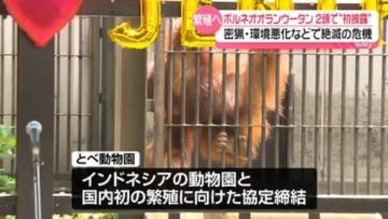 絶滅の危機…愛媛でオランウータン繁殖へ　2頭で“初披露”