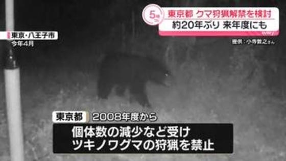 東京都　クマ狩猟解禁を検討…約20年ぶり　来年度にも
