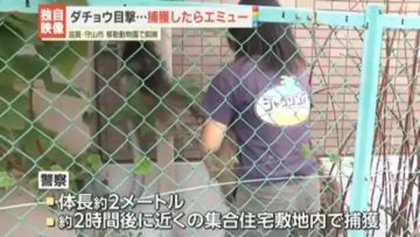 “ダチョウ目撃”相次ぐ…捕獲されたのはエミュー　移動動物園で飼育　滋賀・守山市