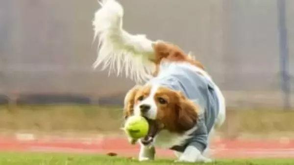 【デコピン】駆けて跳ねての大はしゃぎ!!　内野にもトコトコ…ドジャースタジアムの広いグラウンドを思いきり堪能　以前の同行時はジョギングする大谷翔平の後ろを行く姿が話題に