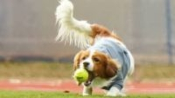 【デコピン】駆けて跳ねての大はしゃぎ!!　内野にもトコトコ…ドジャースタジアムの広いグラウンドを思いきり堪能　以前の同行時はジョギングする大谷翔平の後ろを行く姿が話題に