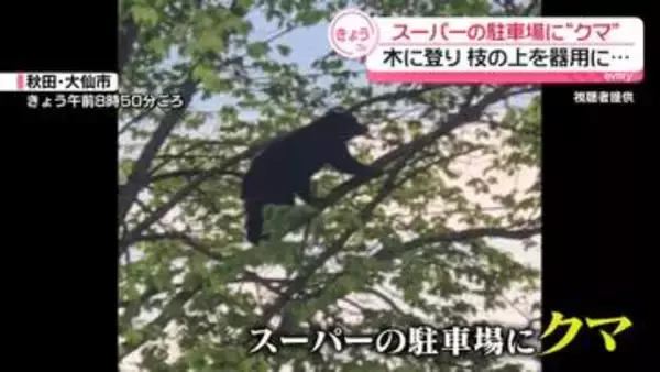 スーパーの駐車場にクマ　木に登り枝の上を器用に歩く