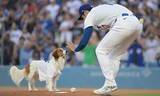 「デコピンは華麗なストライク投球　MLBが注目したホットドッグ犬はマウンドにお尻向ける　正反対もどちらもかわいい始球式」の画像1