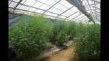 「漁師の男らが約8億円相当の大麻を栽培などの疑いで逮捕・起訴　厚労省麻薬取締部」の画像1