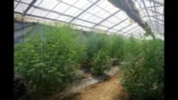 漁師の男らが約8億円相当の大麻を栽培などの疑いで逮捕・起訴　厚労省麻薬取締部