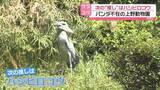 「次の“推し”は「ハシビロコウ」 パンダ不在の上野動物園」の画像1