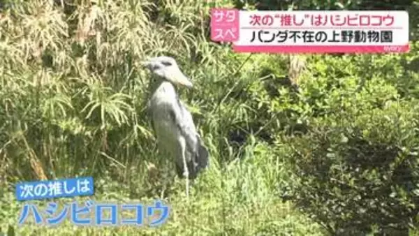 次の“推し”は「ハシビロコウ」 パンダ不在の上野動物園