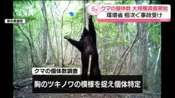 環境省がクマ個体数の大規模調査開始　先行し東北6県と一部新潟の地域で…800台以上の自動カメラ設置