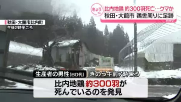 「クマに襲われた可能性が高い」比内地鶏300羽が死ぬ　ほとんどは驚いて圧死か