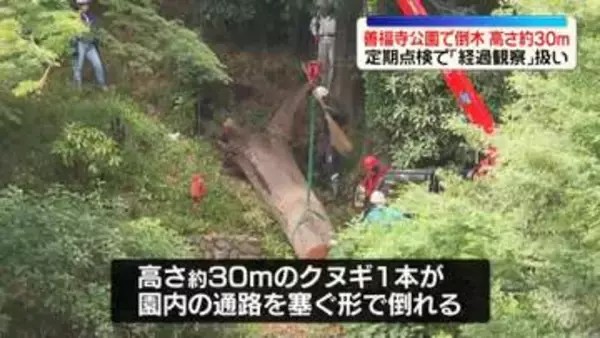 善福寺公園で倒木　定期点検で「経過観察」扱い　高さ約30mのクヌギ　東京・杉並区