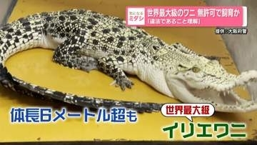世界最大級のワニ無許可で飼育か　「違法であること理解」　大阪市