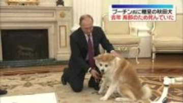 プーチン氏に贈呈の秋田犬「ゆめ」死ぬ　去年高齢のため