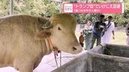 “トランプ似”でいけにえ回避「違いは水牛か人間か」