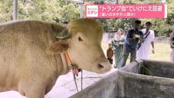 “トランプ似”でいけにえ回避「違いは水牛か人間か」