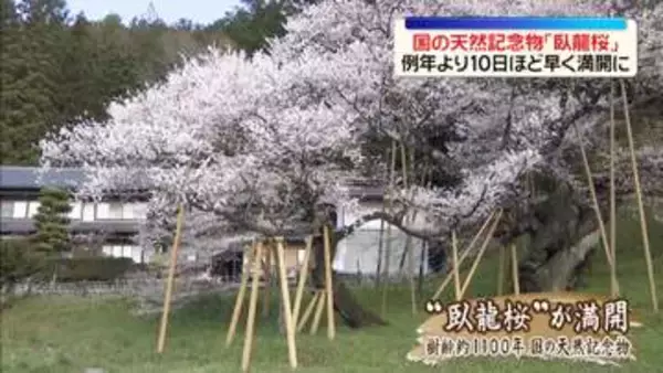 国の天然記念物「臥龍桜」例年より10日ほど早く満開に　岐阜・高山市
