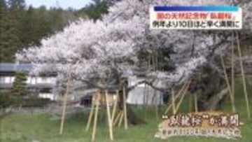 国の天然記念物「臥龍桜」例年より10日ほど早く満開に　岐阜・高山市