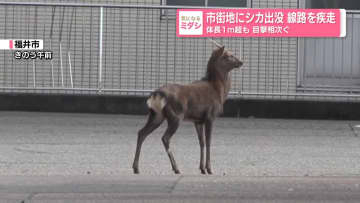 市街地にシカ出没、線路を疾走　体長1メートル超も…目撃相次ぐ