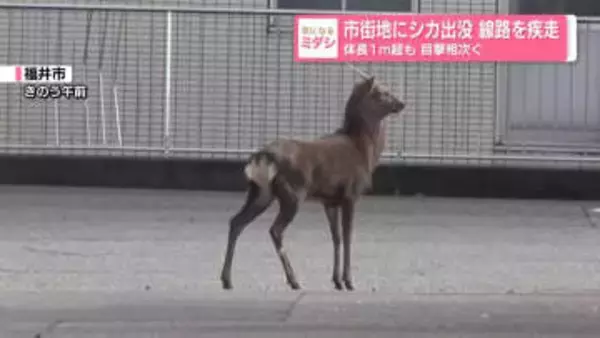 市街地にシカ出没、線路を疾走　体長1メートル超も…目撃相次ぐ