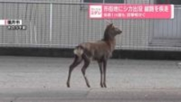 市街地にシカ出没、線路を疾走　体長1メートル超も…目撃相次ぐ