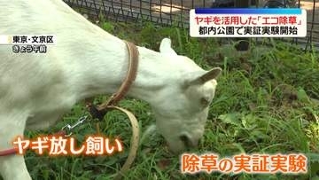 ヤギを活用「エコ除草」東京・文京区の公園で実証実験開始