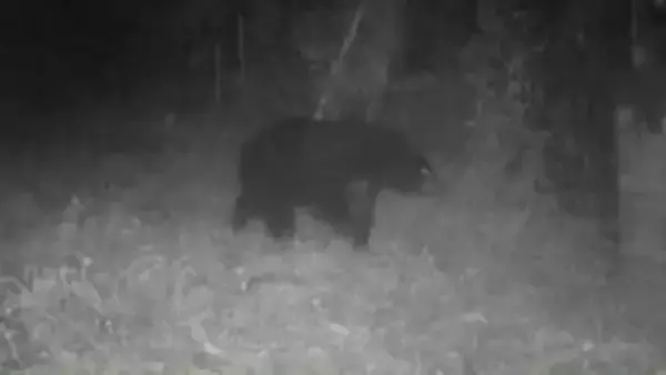 高尾山の登山道近くでツキノワグマの出没確認　8月20日の深夜　東京・八王子市が注意呼びかけ