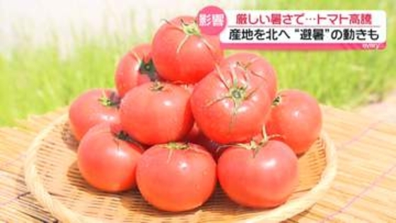 厳しい暑さで…トマト高騰　生産量1位の熊本・八代市では地震で農家に打撃　産地を北へ“避暑”の動きも