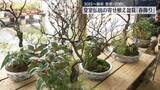 「新年に向け　皇居で皇室伝統の寄せ植え盆栽「春飾り」仕上げ作業」の画像1