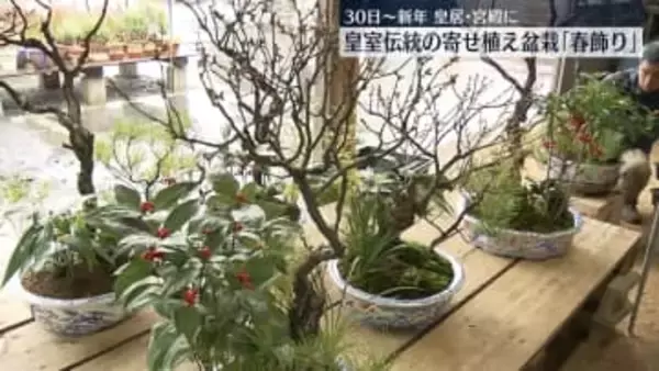 新年に向け　皇居で皇室伝統の寄せ植え盆栽「春飾り」仕上げ作業