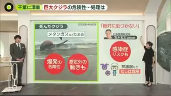 【解説】巨大クジラが千葉に漂着　“爆発”の危険性も　多額の費用が…自治体を悩ます「処理方法」とは