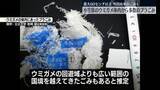 「小笠原のウミガメ体内に大型プラスチックごみ　外国由来の“越境プラ汚染”の可能性も　消化管組織の損傷など影響」の画像1